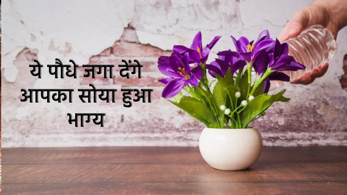 02 08 2022 vastu plant 22946733