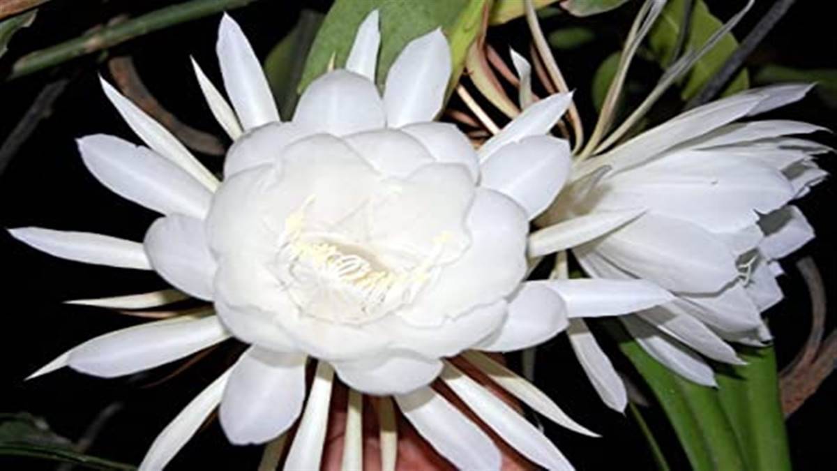09 09 2022 brahma kamal plant 1