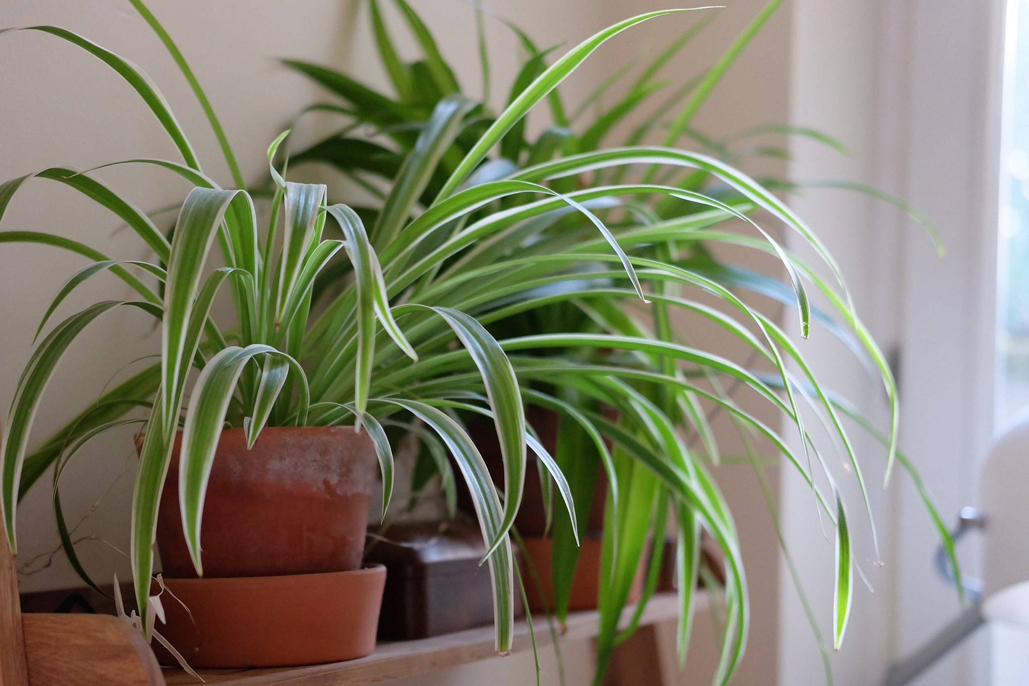 2048x1365 Houseplants for shade spider plant 8b7aabb