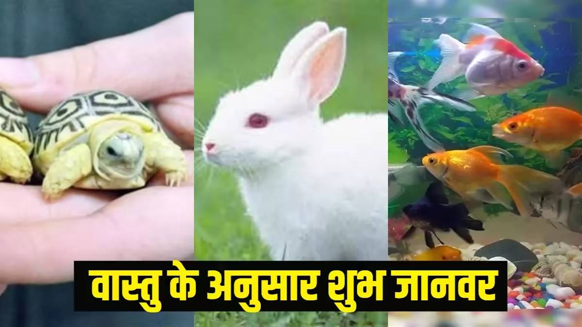 29 03 2024 animal vastu tips 23685383