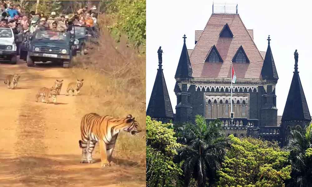 नागपुर में बाघिन और उसके बच्चों का रास्ता रोकने पर HC सख्त, प्रधान मुख्य वन संरक्षक को किया तलब