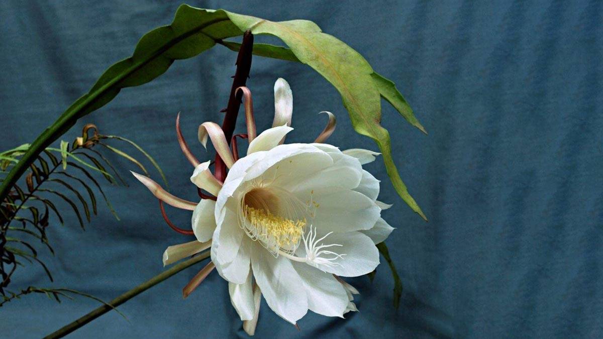 How to grow brahma kamal at home