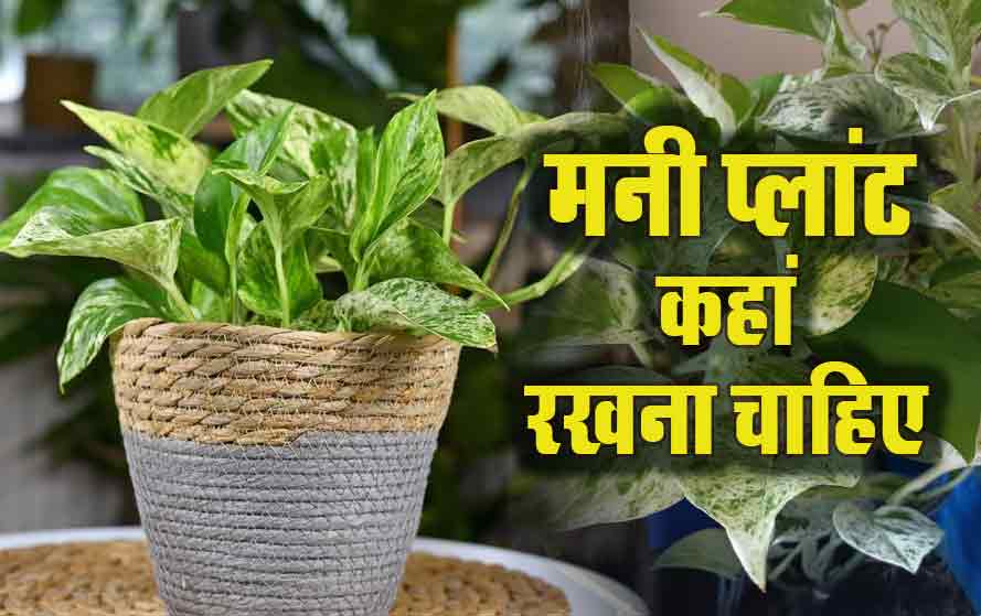 वास्तु शास्त्र के अनुसार घर की किस दिशा में लगाना चाहिए मनी प्लांट, दूर हो जाएगी आर्थिक तंगी
