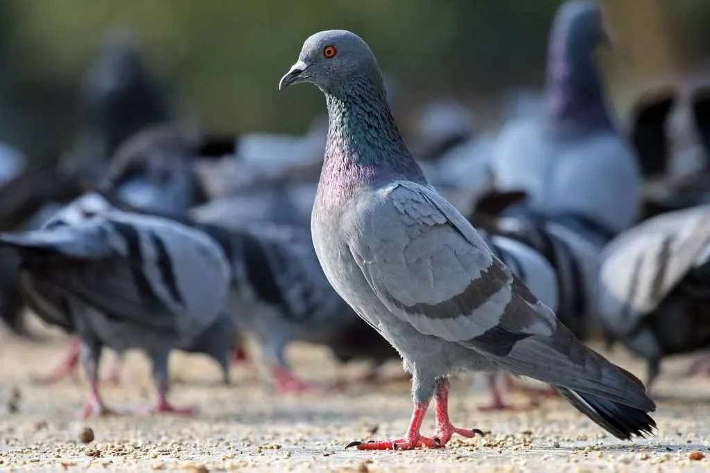 Pigeon 1024x683 1