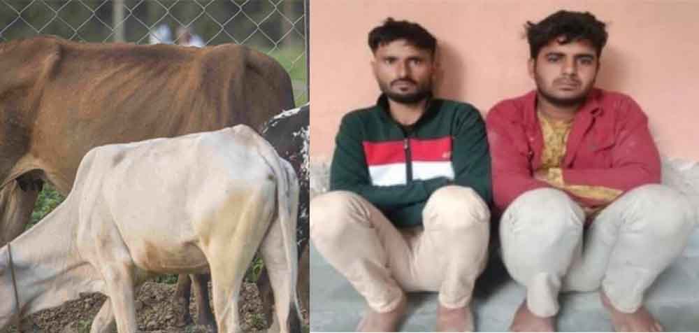 राजस्थान-जोधपुर में गौवंश का काटा सिर, पुलिस ने दो आरोपियों को किया गिरफ्तार