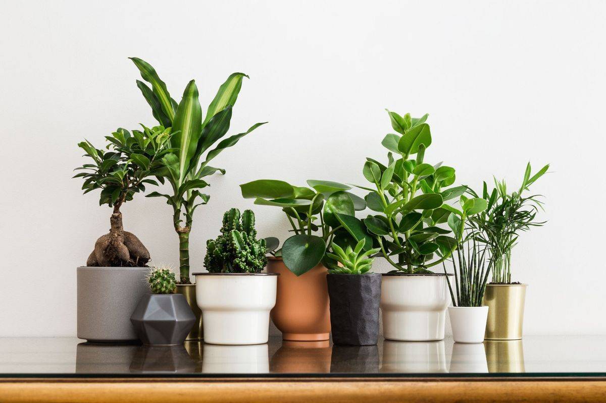 Vastu Plants for Home 0 1200