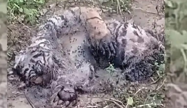 WhatsApp Image 2025 01 25 at 12.32.40 PM