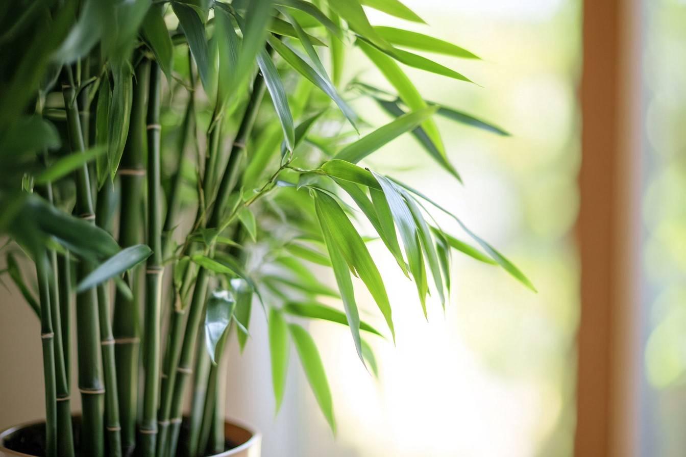 bamboo vastu plant for home