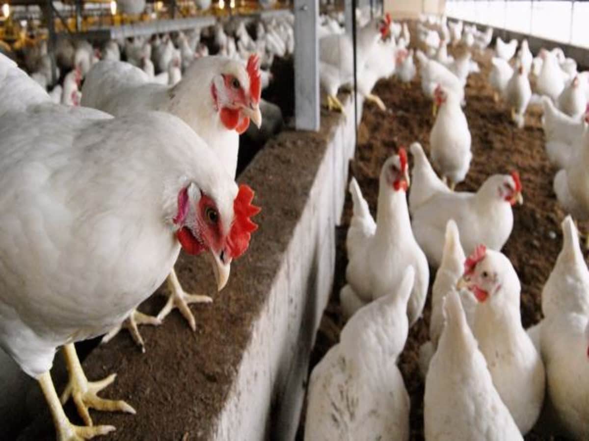 bird flu in bihar 1609898082
