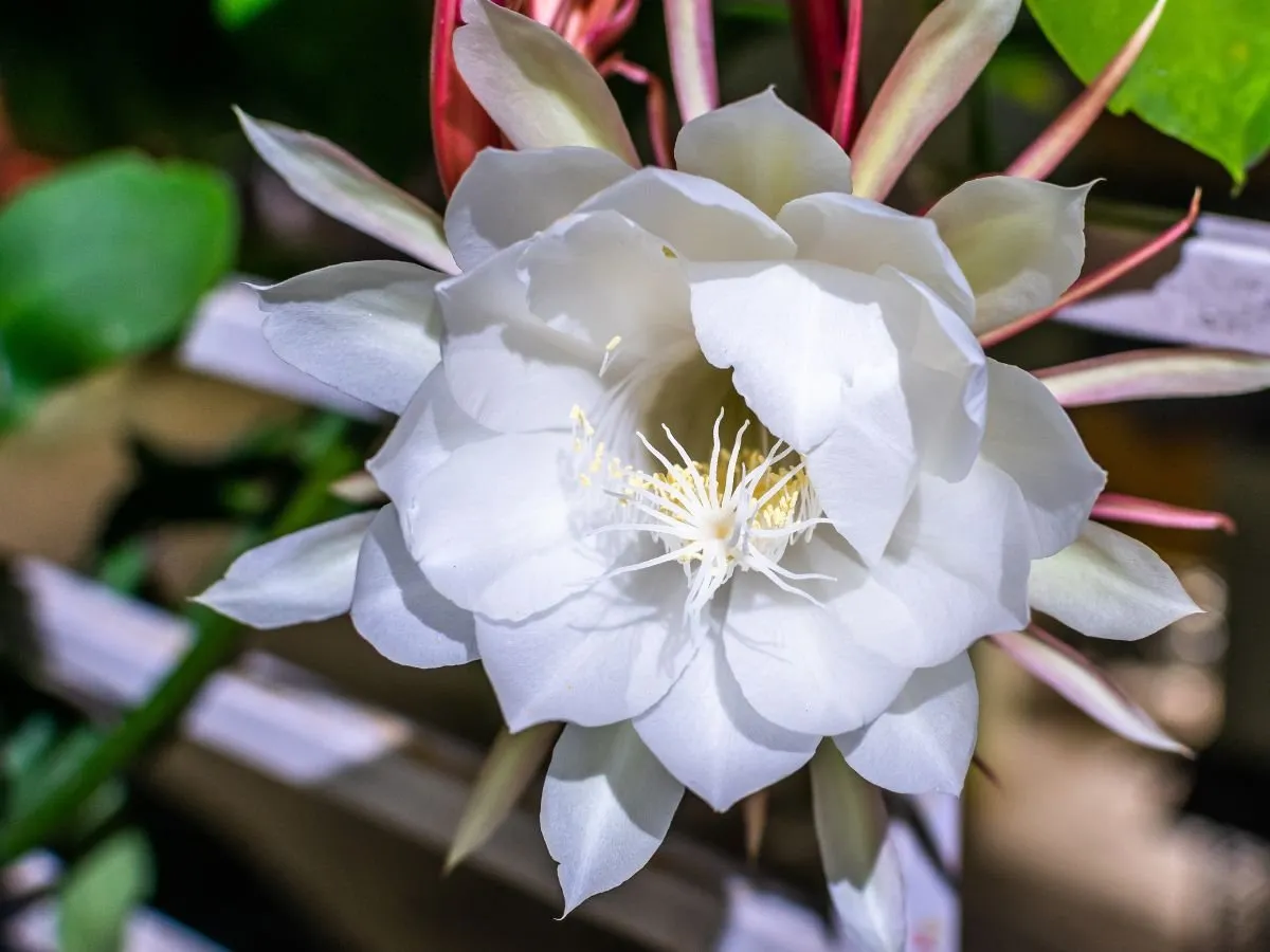 brahma kamal