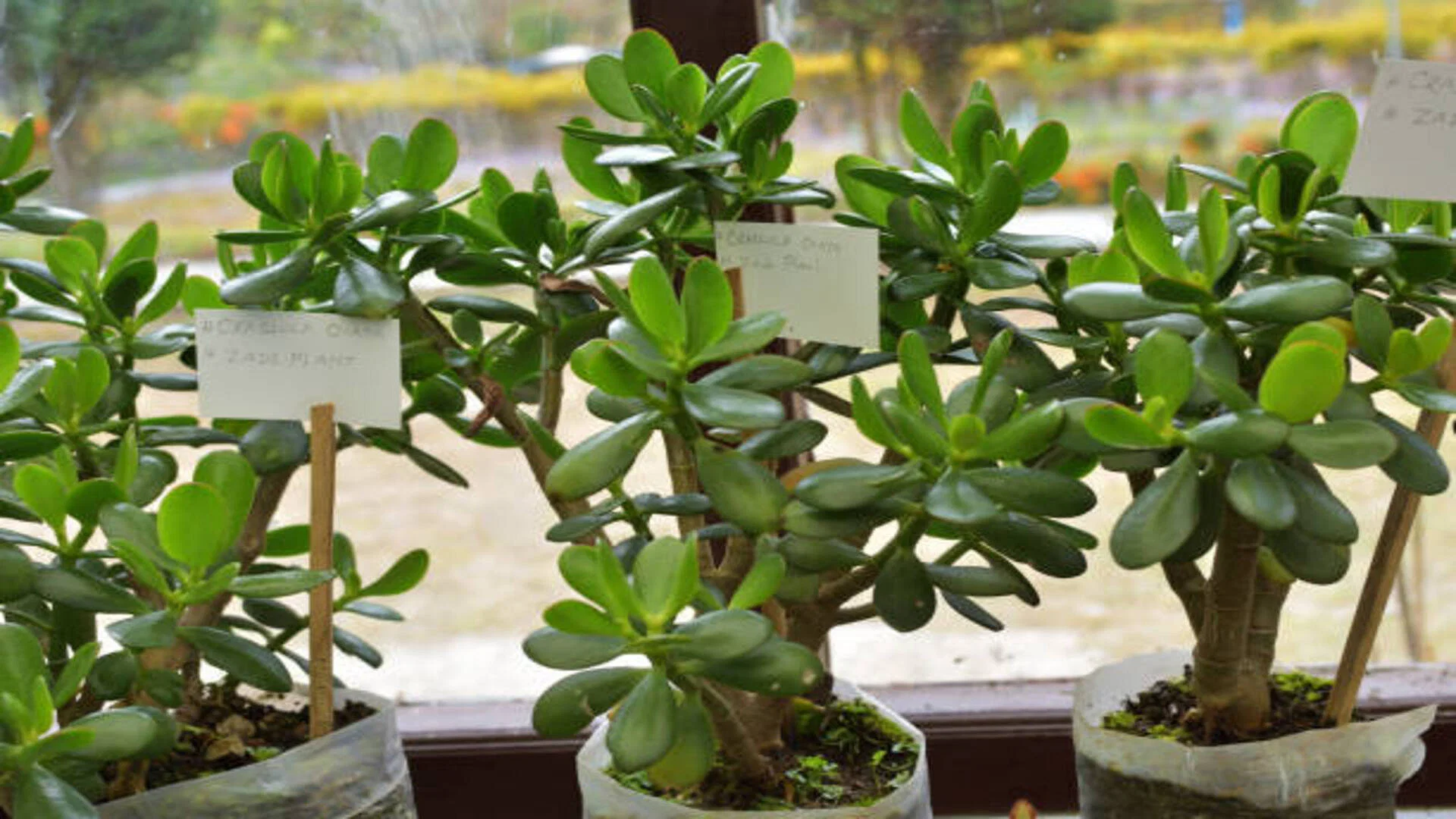crassula plant 1654678901