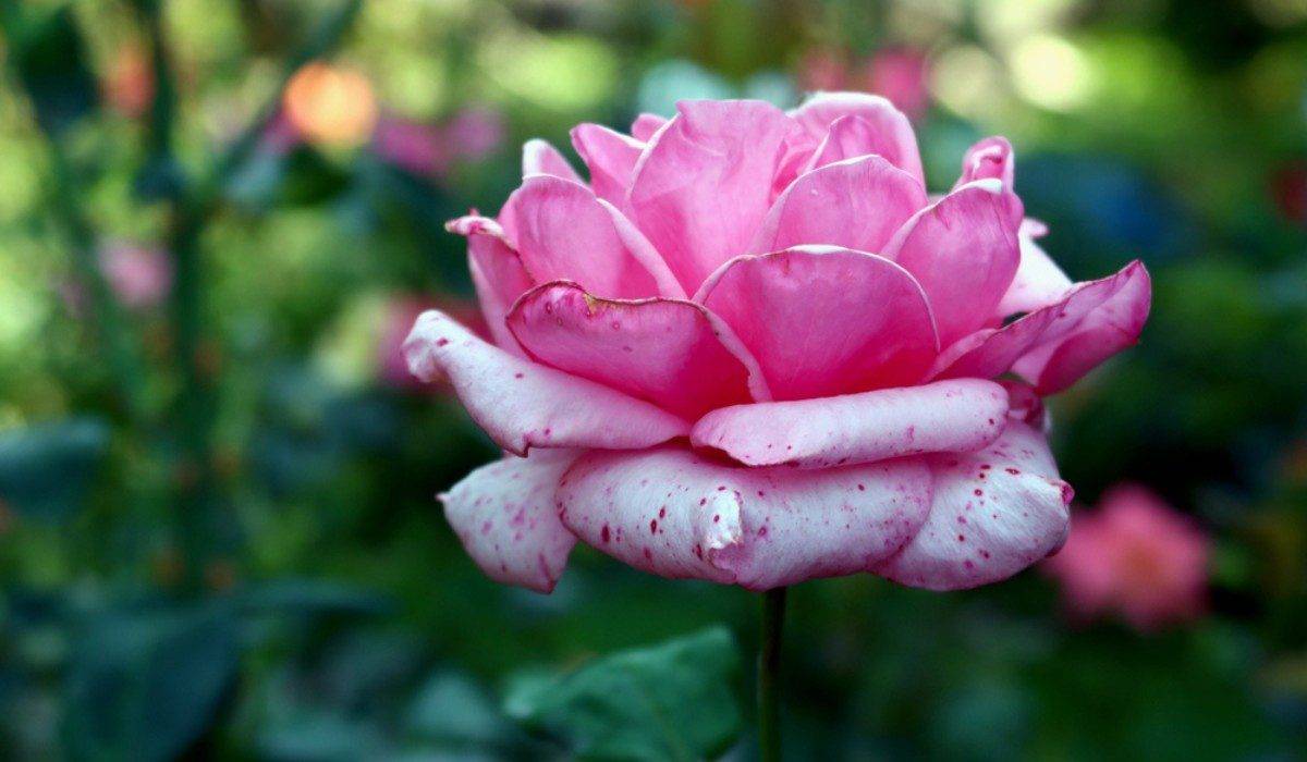 vastu flowers for home f