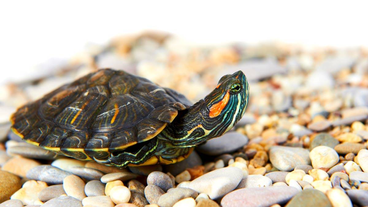 vastu for live tortoise at home