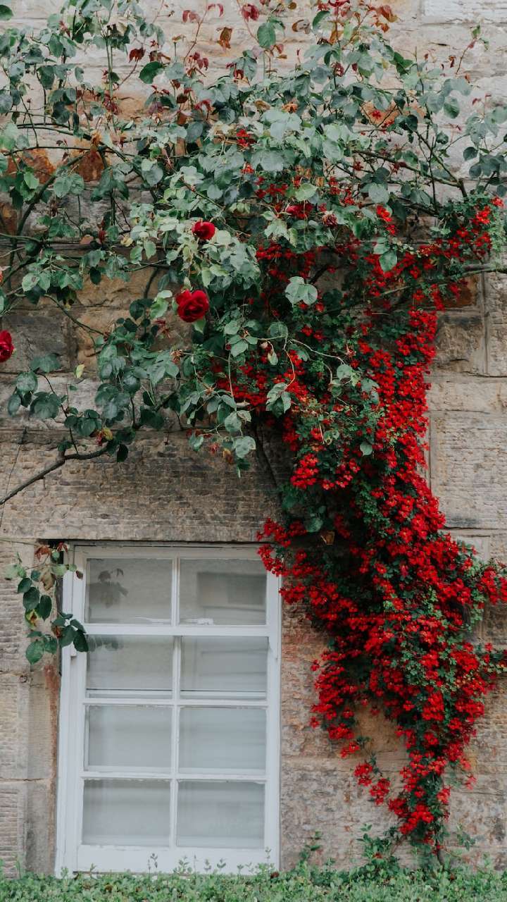 vine plant at home wall 7 1681387366