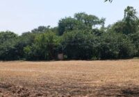 पंजाब का सबसे विशाल पेड़ बना कौतूहल का केंद्र, 300 साल पुरानी जड़ों का आठ एकड़ तक फैला साम्राज्य 15 पंजाब का सबसे विशाल पेड़ बना कौतूहल का केंद्र, 300 साल पुरानी जड़ों का आठ एकड़ तक फैला साम्राज्य