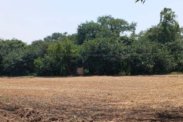 पंजाब का सबसे विशाल पेड़ बना कौतूहल का केंद्र, 300 साल पुरानी जड़ों का आठ एकड़ तक फैला साम्राज्य