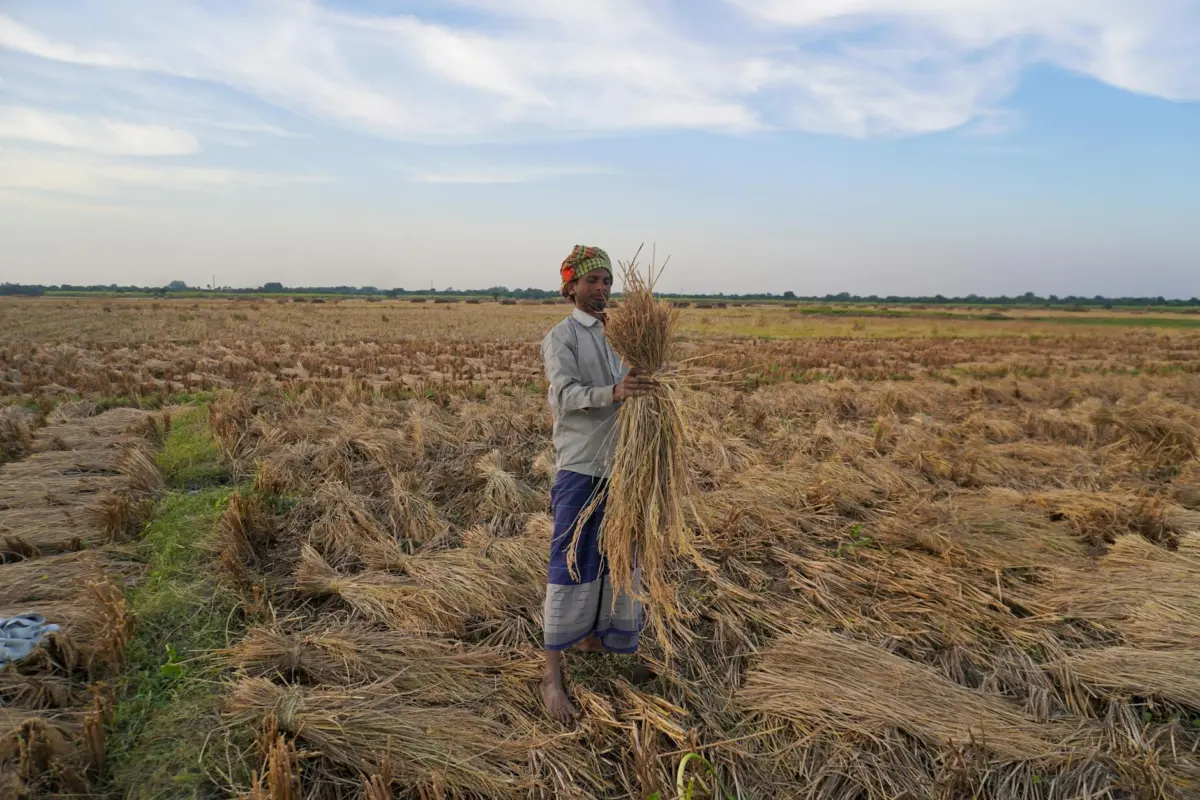 पीएम किसान सम्मान निधि eKYC 2026: ₹6000 कैसे मिलते हैं, स्थिति देखें और किस्त रुकने पर क्या करें 2 A farmer in traditional attire gathers rice bundles in a vibrant rural setting.