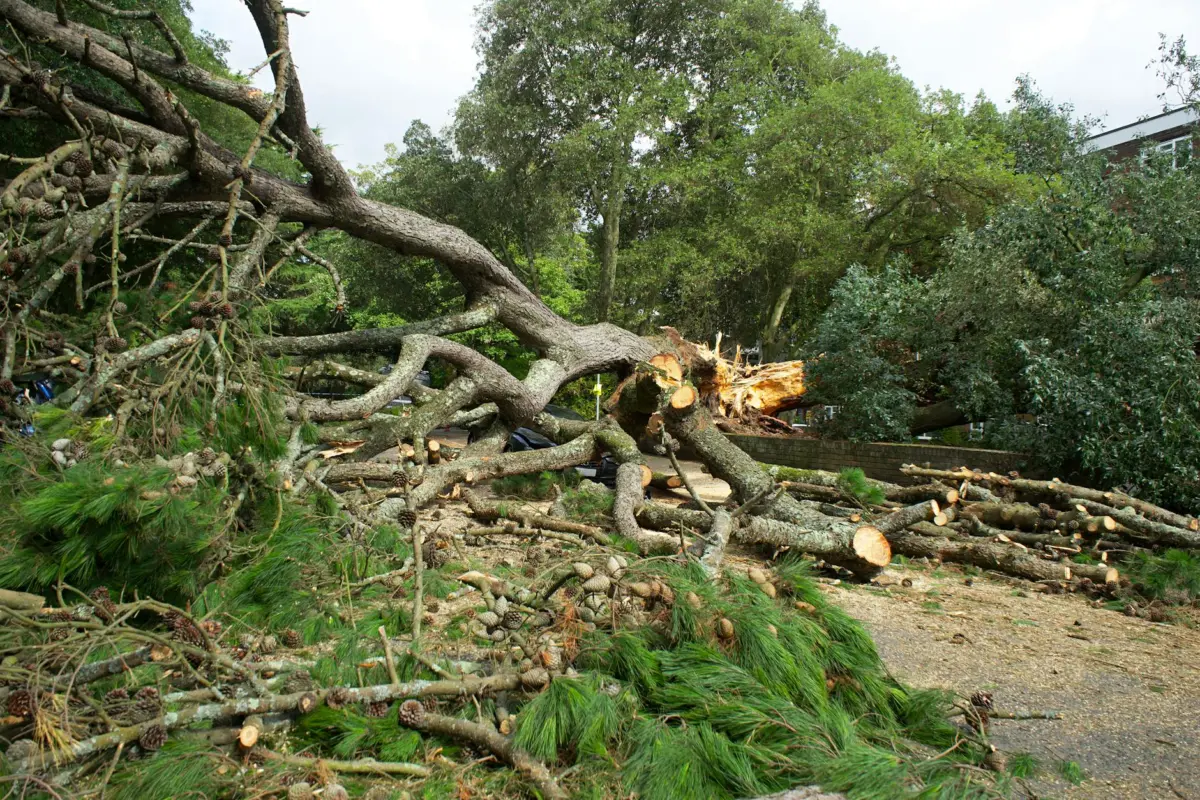 Climate Control 3 Deforestation — green cover lost to concrete