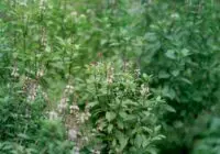 Close-up view of a dense green Ocimum basilicum, commonly known as basil, in a garden setting.
