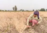Indian woman in Nagpur harvesting chickpeas with a sickle during summer.