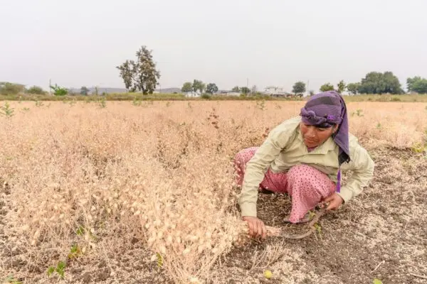 पीएम किसान सम्मान निधि eKYC 2026: ₹6000 कैसे मिलते हैं, स्थिति देखें और किस्त रुकने पर क्या करें 5 पीएम किसान सम्मान निधि eKYC 2026: ₹6000 कैसे मिलते हैं, स्थिति देखें और किस्त रुकने पर क्या करें