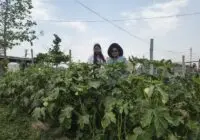 प्राकृतिक खेती