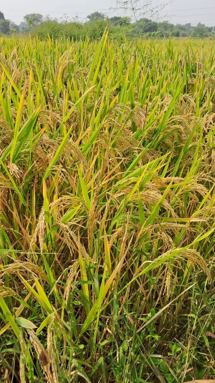 सरकारी नौकरी के साथ प्राकृतिक खेती में प्रतिमा रॉय ने रचा नया अध्याय 3 प्राकृतिक खेती