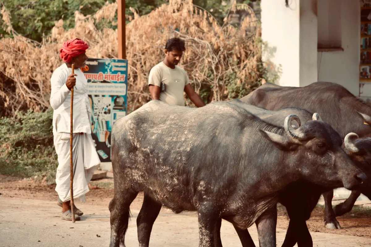 दिल्ली जैसा नजारा, इंदौर-भोपाल हाईवे पर बनी दाल-बाटी, केंद्रीय मंत्री के इलाके में सड़क पर क्यों उतरे किसान? 2 इंदौर-भोपाल हाईवे