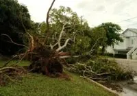 Uprooted tree lies on suburban street after a violent storm, showcasing nature's power.