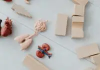 Close-up of educational anatomy toys and wooden blocks for children's learning.