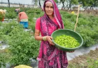 सारंगढ़-बिलाईगढ़ : मिर्च की खेती से दशमत साहू की बदली जिंदगी