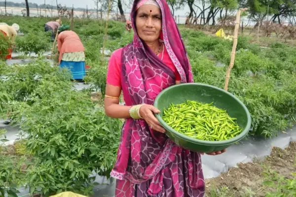 सारंगढ़-बिलाईगढ़ : मिर्च की खेती से दशमत साहू की बदली जिंदगी
