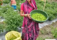 ‘तीखी मिर्च’ से घुली जीवन में मिठास