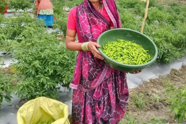 ‘तीखी मिर्च’ से घुली जीवन में मिठास